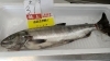 「秋鮭のシーズンです🐟」