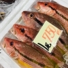 「魚魚市場鮮魚コーナーおすすめは「シマイサキ・カマス」です♪」