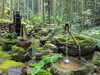 「【西予市:宇和町】苔筵（こけむしろ）へ行ってきました！」