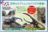 商談中】カブトムシ オス オスの成虫