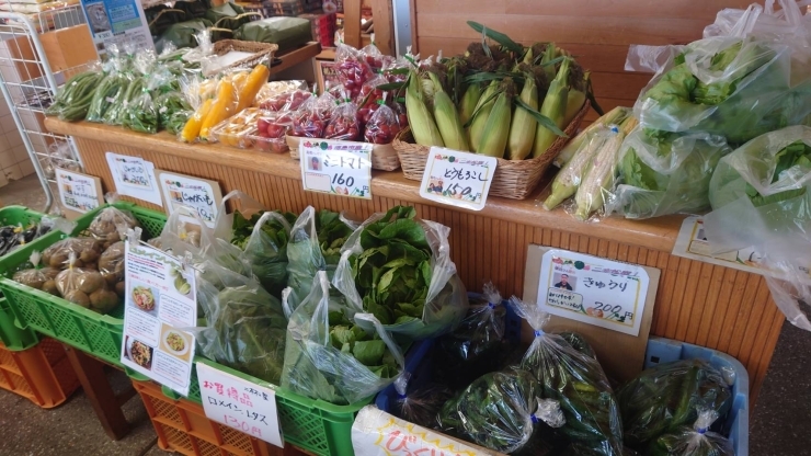 旬のお野菜たち「夏野菜！入荷してま～す！【福島市/道の駅つちゆ/土湯温泉】」