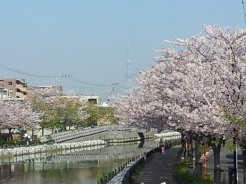 両岸の千本桜は江戸川の桜の名所です