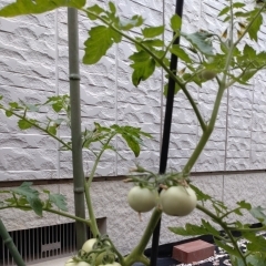 トマトの実が大きくなっております