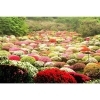 ツツジの花園＜昼＞