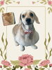 「Dog salon mofu mofu　余市町」