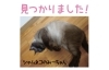 「≪速報≫見つかりました！【シャムネコのみーちゃん】」