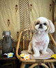 くうちゃん「わんことアジアン　（╹◡╹）」