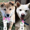 愛犬元気すぎる「一生に一度の⁉️出来事｀‐ω‐´)斐川町　仏壇」