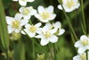 「終盤のエンビセンノウなど、湿原を彩る花たち🌿」