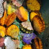「魚魚市場鮮魚コーナーおすすめは「ヒオウギ貝・地タコ」です♪」