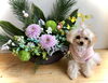 Ｐｉです　♡「Happy New Year （╹◡╹）」