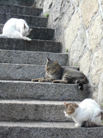 尾道は坂の街、ねこの街。