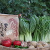 美味しくて新鮮なお野菜たち・・・「安心・安全・新鮮！」