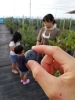 「向井さんちにて、美味しいブルーベリー狩り(*´ω｀*)」