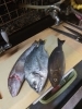 特大岩がき さしみの店 さかなやのニュース まいぷれ 横浜市磯子区 金沢区