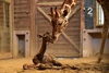 「キリンの赤ちゃんが生まれました！」