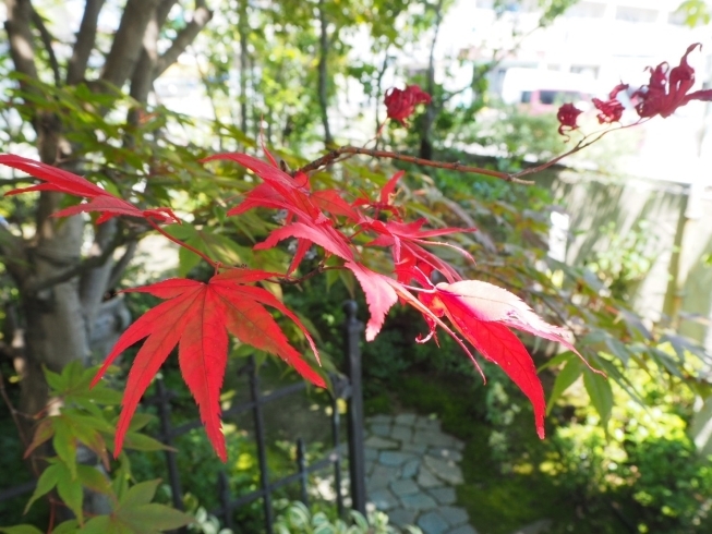 夏の照りつける太陽が、赤い葉をより一層輝かせます♪「夏なのに赤い葉っぱが！ノムラモミジをご紹介！」