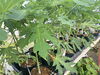 「パパイヤの苗木【福島植物園／果樹】」