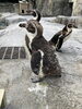 ボサボサになりました「フンボルトペンギンの換羽が始まりました。」