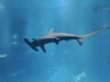 水の中でも要注意。魚は別。「アラート【京都市南区・京都テルサ・ジム・プール・こども・駐車場完備】」
