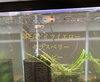 RREAドイツイエローグラスグッピー「Teacher'sコーナー122号  My newest addition to the fish room! 【蘇我駅近くの英会話教室】」