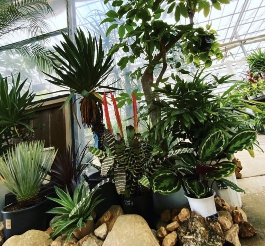 「レンタルで使用した植物をお手頃価格で販売【福島市　観葉植物専門店】」