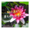 園内に蓮の花が咲きました「✿園内水槽に蓮が咲きました✿ 狭山湖動物霊園/蓮/ハス/蓮の花/メダカ/園内風景」