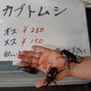 カブトムシ販売中‼️