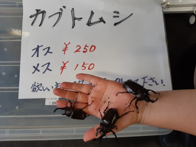 「カブトムシ販売中‼️」