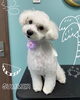 「可愛い子ちゃん♡ Dog salon mofu mofu 余市町」