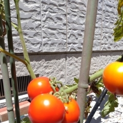トマトの実を収穫しました。