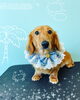 「可愛い子ちゃん♡ Dog salon mofu mofu 余市町」