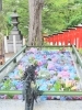「第六回花手水がはじまりました」