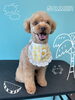 「可愛い子ちゃん♡ Dog salon mofu mofu 余市町」