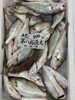 石持ち「本日岩牡蠣入荷致しました」