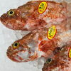 「魚魚市場鮮魚コーナーおすすめは「サザエ・ヒオウギ貝」です♪」