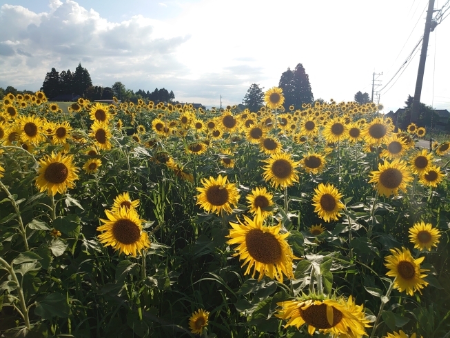黒部市枕野地区の向日葵10万本畑「夏を満喫！お墓掃除等いたしました！」