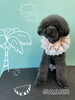 「可愛い子ちゃん♡ Dog salon mofu mofu 余市町」