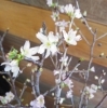 桜　１本300円「『はなやホック皆生店』切り花入荷してます♩」