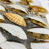 「魚魚市場鮮魚コーナーおすすめは「北海道産ホタテ」です♪」