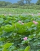 夏の終わり「立秋」