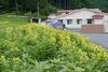 これで満開?北側からはほとんど花の背中。「ヒマワリほぼ満開?」