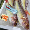 「魚魚市場鮮魚コーナーおすすめは「チカメキントキ・アマダイ」です♪」