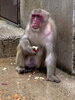 サツマイモ採食「今、サル山から目が離せない！？」