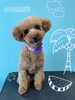 「可愛い子ちゃん♡ Dog salon mofu mofu 余市町」