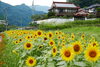 上の家の方の畑にもヒマワリを植えてくれてます。「ヒマワリ満開」