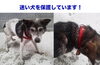 「迷い犬を保護しています【新居浜市役所環境衛生課】」