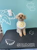 「可愛い子ちゃん♡ Dog salon mofu mofu 余市町」