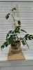 観葉植物の「まゆちゃん」今。「オープンから半年」