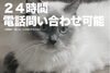 するどい猫「電話受付24時間対応です」